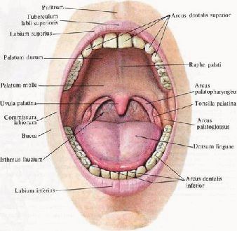 Основные биотопы полости рта и методы их исследования ротовая жидкость