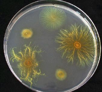 Прочие резиденты бактерия